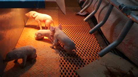 high rise hog farms in china